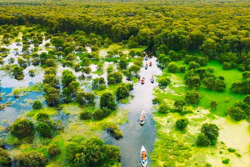 Tra Su Melaleuca forest – Immerse yourself in the “green” space